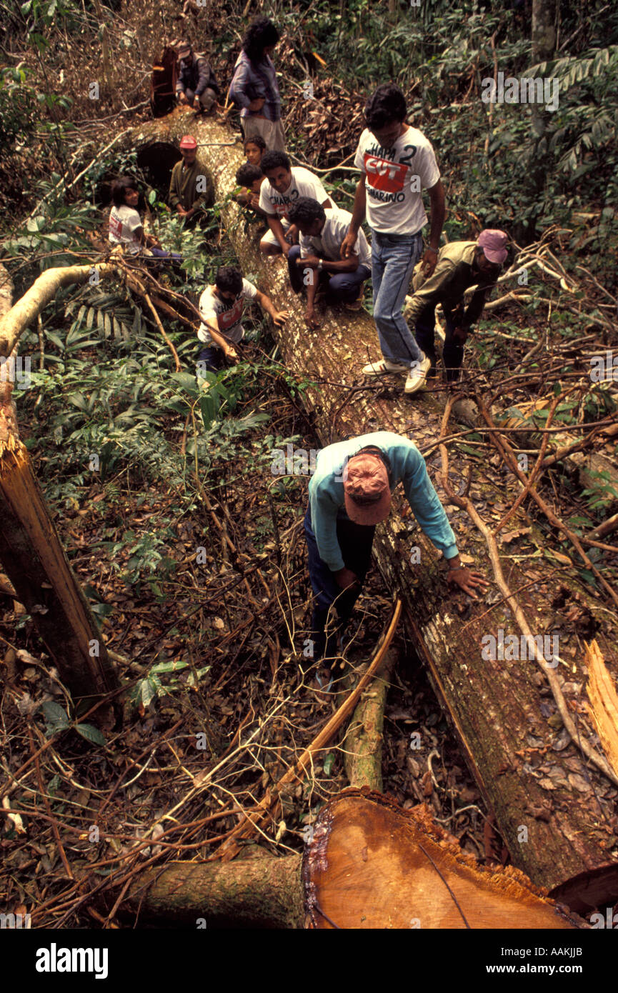Rubber gatherer union members investigate deforestation in public lands caused by large landowner in Amazon rainforest, Brazil. Stock Photo