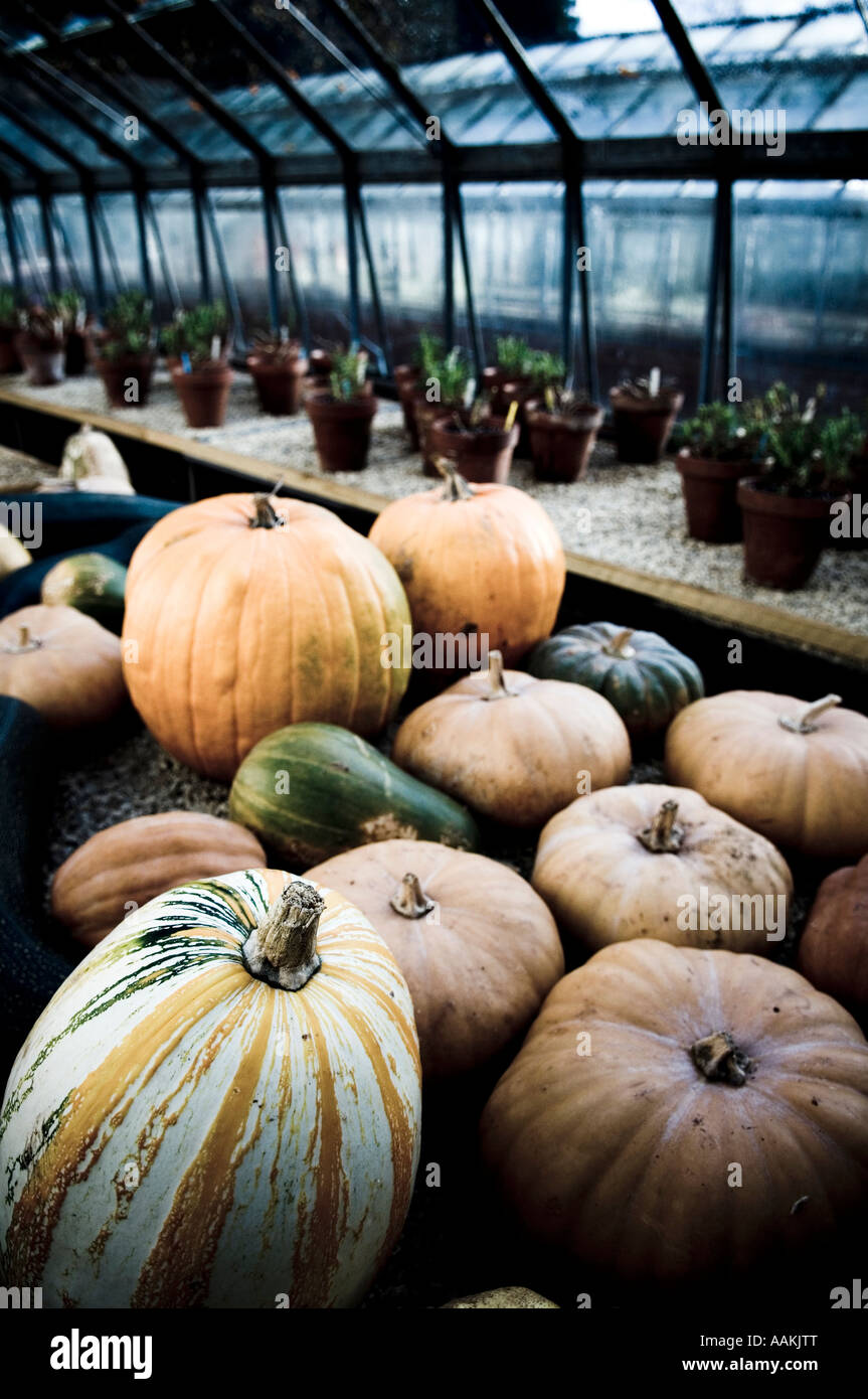 Pumpkins in a greenhouse Stock Photo