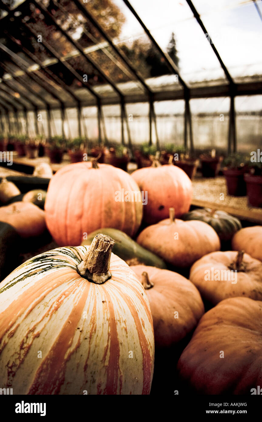 Growing pumpkins in greenhouse hires stock photography and images Alamy