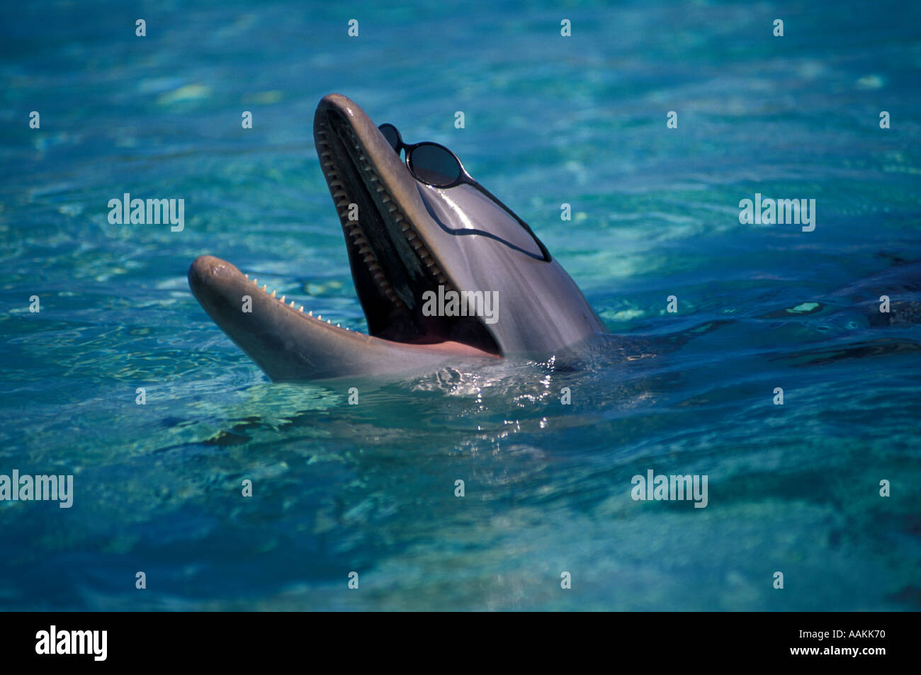 dolphin dark sunglasses humor Honduras Bay Islands dolphin encounter Anthony Key Resort Stock Photo