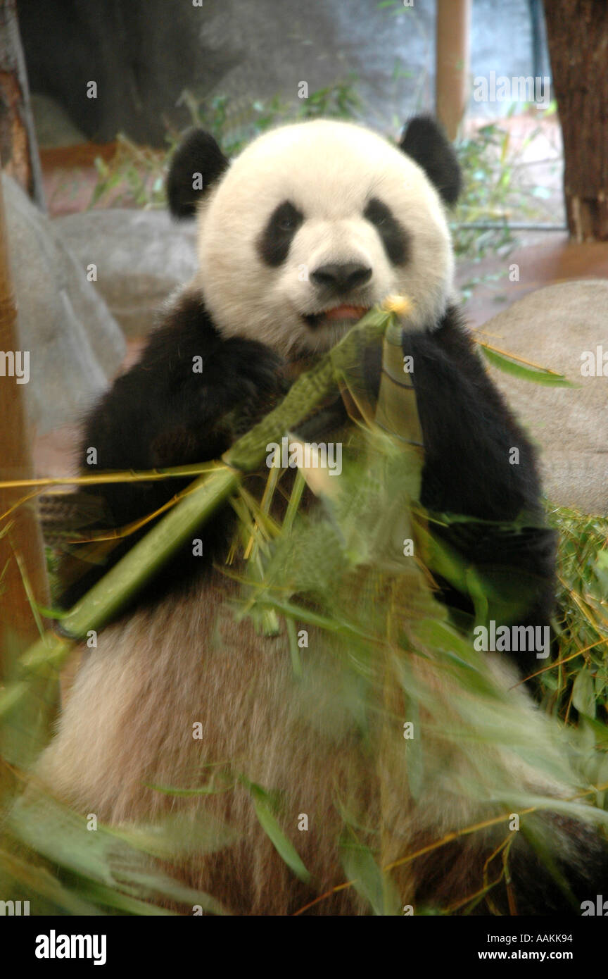 Panda eating bamboo Memphis TN zoo Stock Photo Alamy