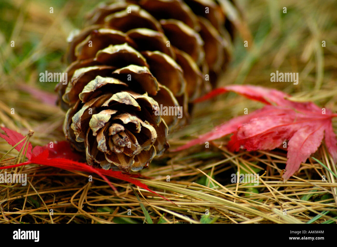 Fir Cone, North Yorkshire England UK Stock Photo Alamy
