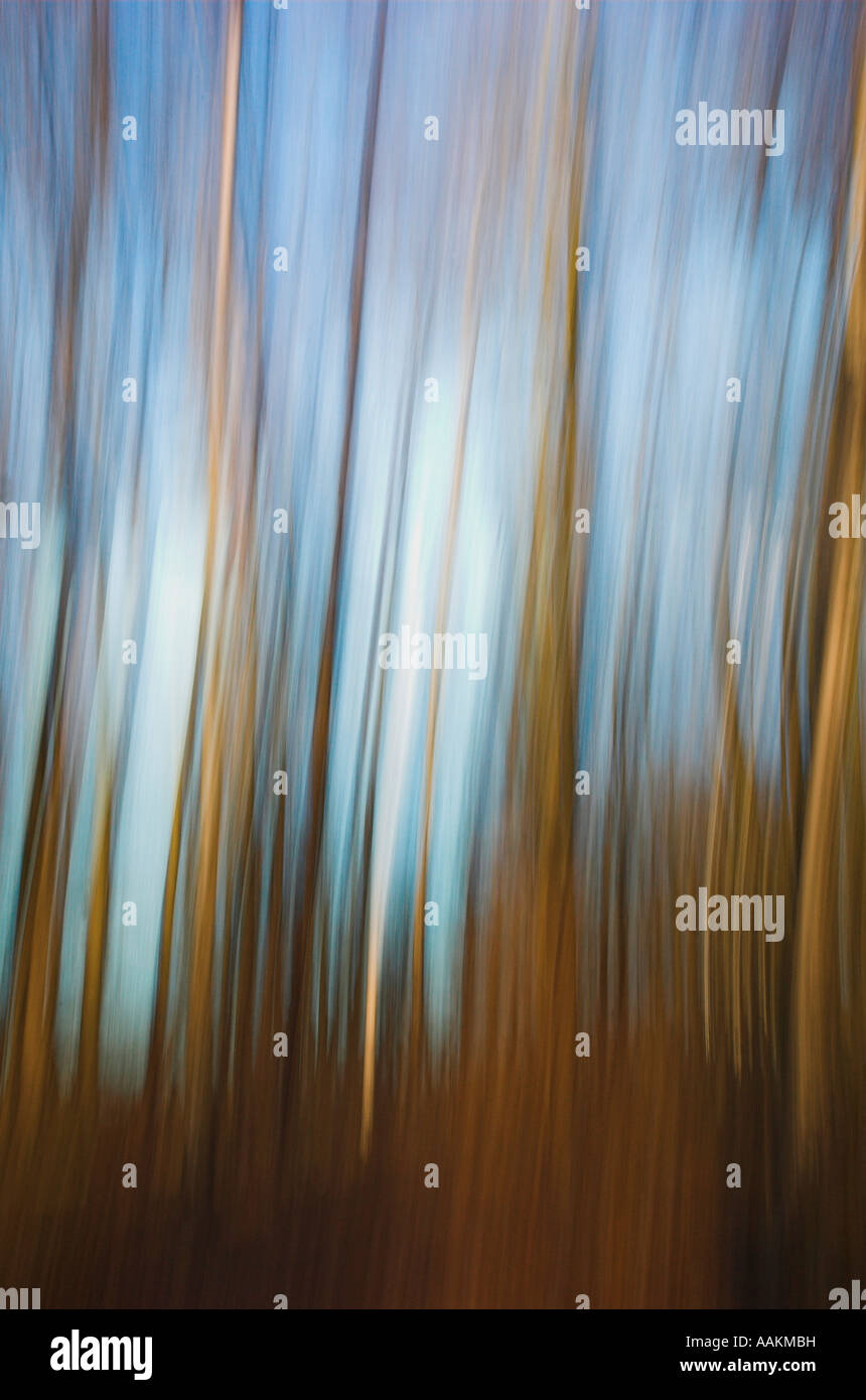 Woodland Impression, Bawtry Doncaster South yorkshire UK Stock Photo