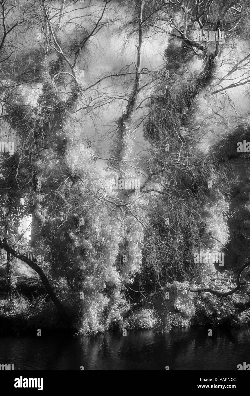 A leafy forest scene captured in grainy infrared black white demonstrating the wood effect Stock