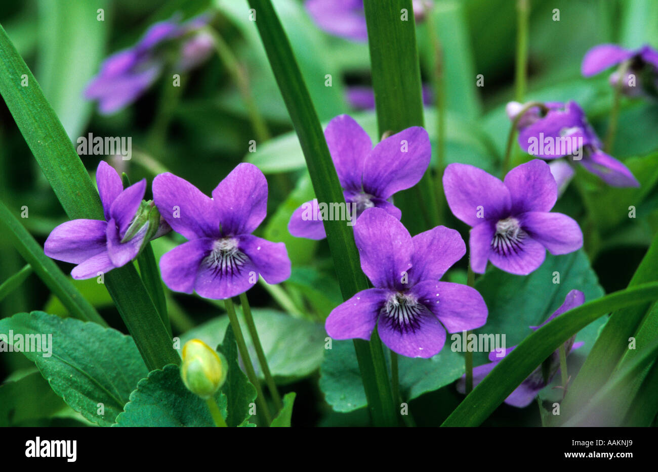 Gamlingay wood hires stock photography and images Alamy