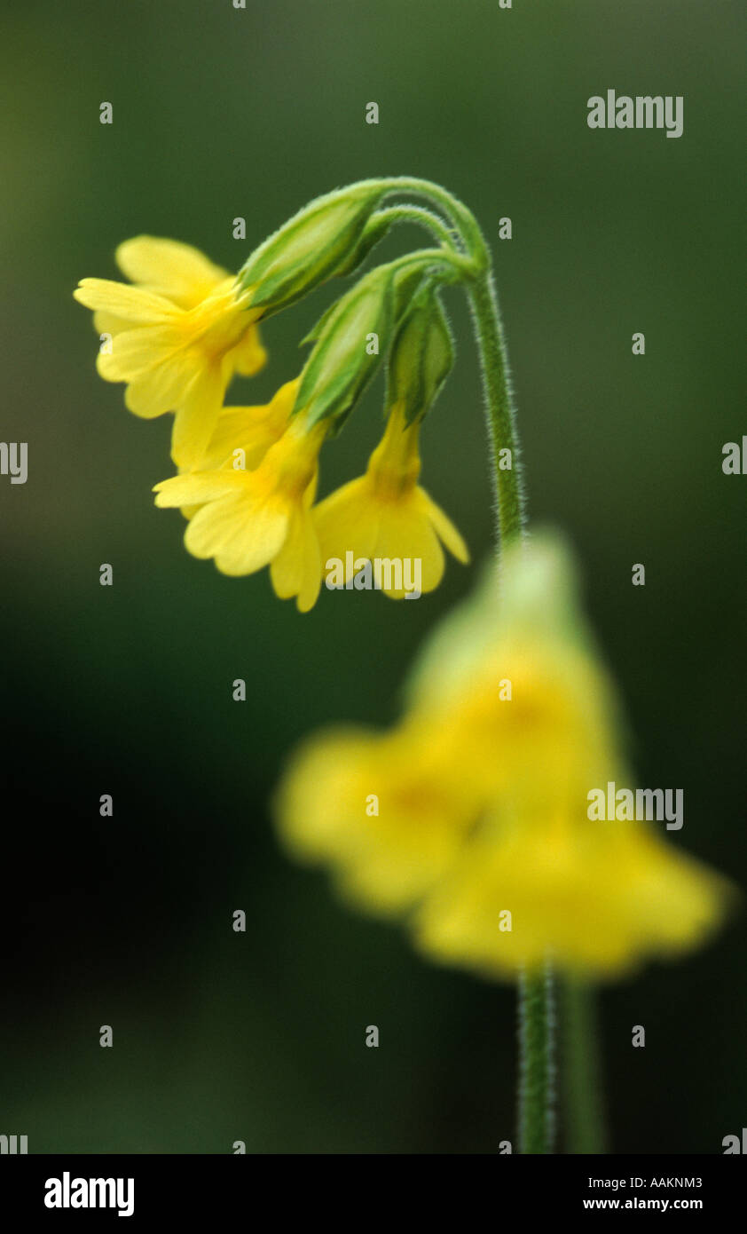 Green oxlip hi-res stock photography and images - Alamy