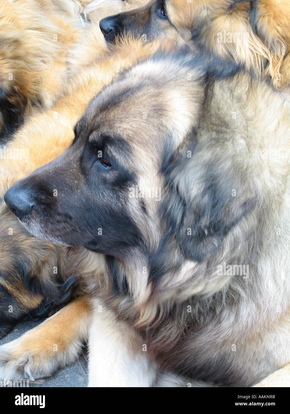 Anatolian Shepherd dogs Stock Photo
