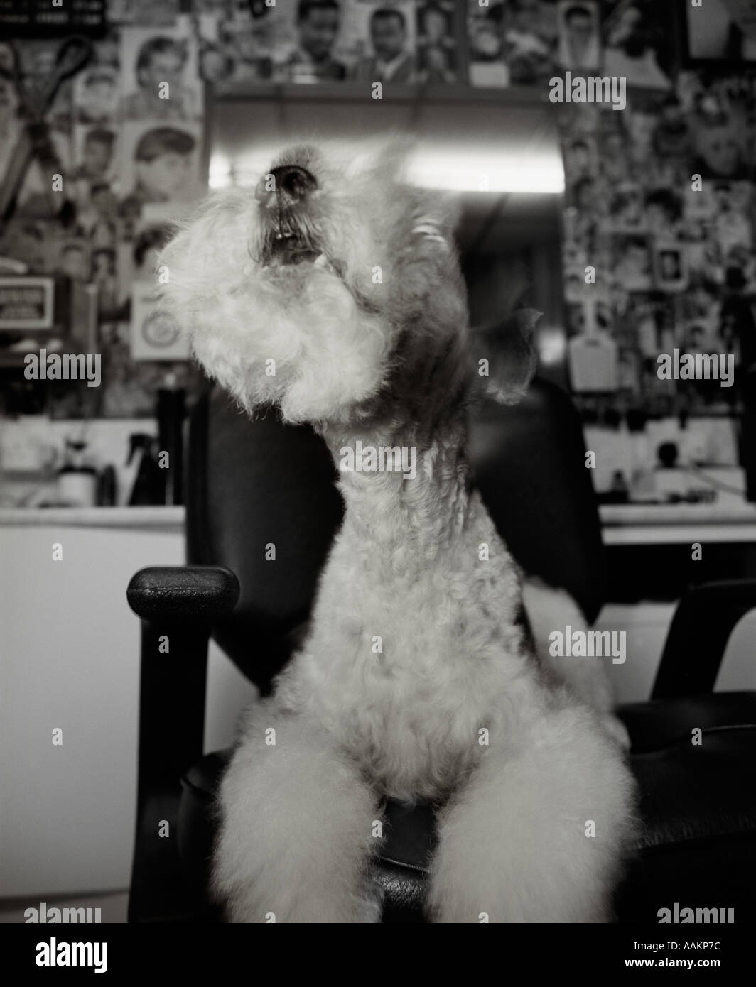 Dog in Barber Shop Chair Stock Photo