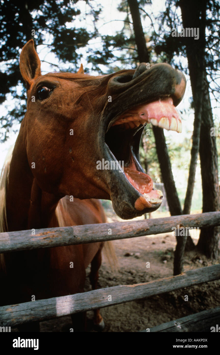 LAUGHING HORSE MOUTH WIDE OPEN Stock Photo
