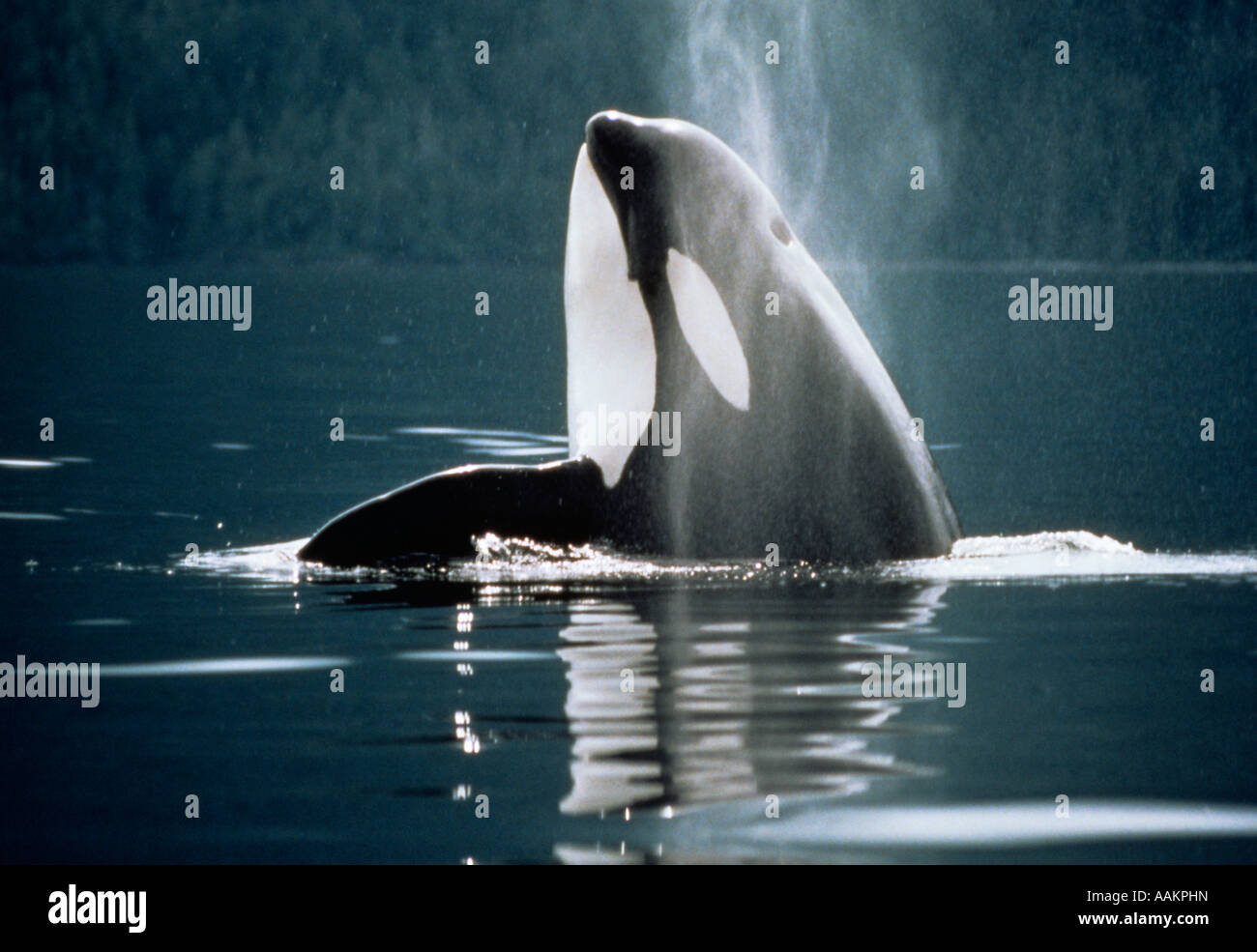 KILLER WHALE Orcinus Orca HEAD OUT OF WATER Stock Photo - Alamy