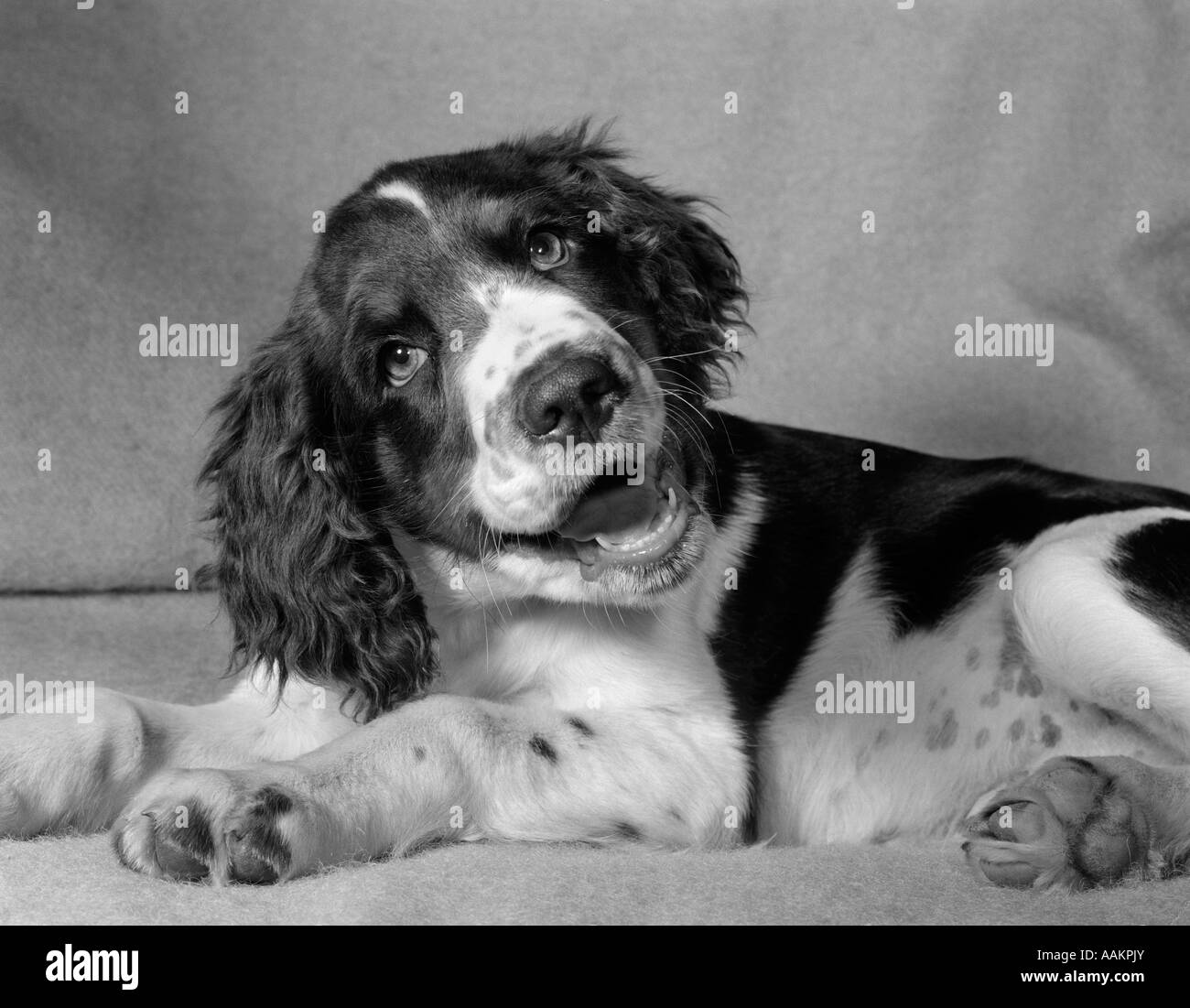 1950s SPRINGER SPANIEL LYING DOWN WITH HEAD COCKED & MOUTH OPEN LOOKING AT CAMERA Stock Photo