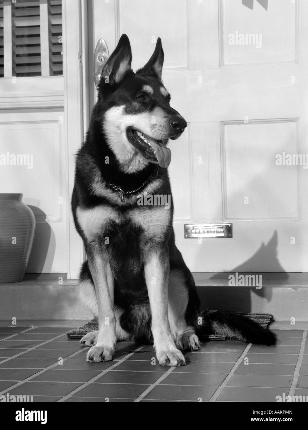 GERMAN SHEPHERD DOG SITTING OUTSIDE FRONT DOOR OF HOME GUARD SECURITY PROTECTION Stock Photo