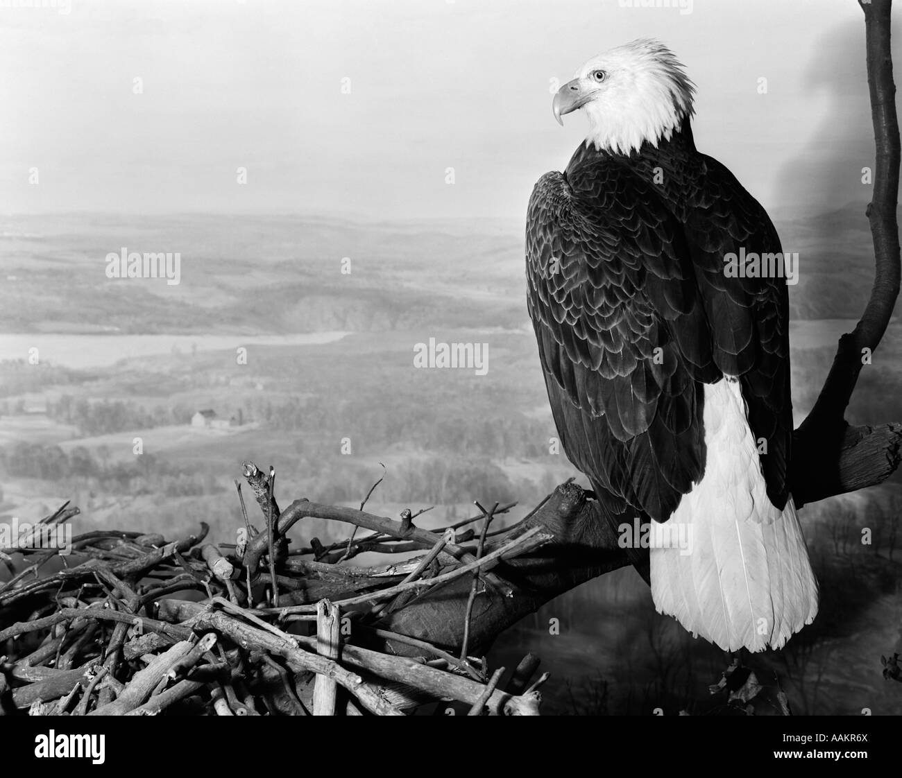MUSEUM SETTING VIEW OF BALD EAGLE Haliaeetus leucocephalus WITH HEAD TURNED TO SIDE PERCHED ON BRANCH OVERLOOKING LANDSCAPE Stock Photo