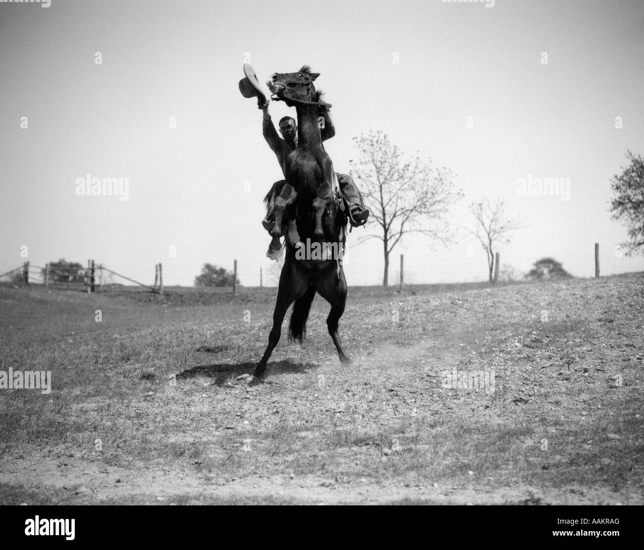 1920s 1930s COWBOY ON HORSE REARING UP MAN WAVING HAT IN HAND Stock Photo