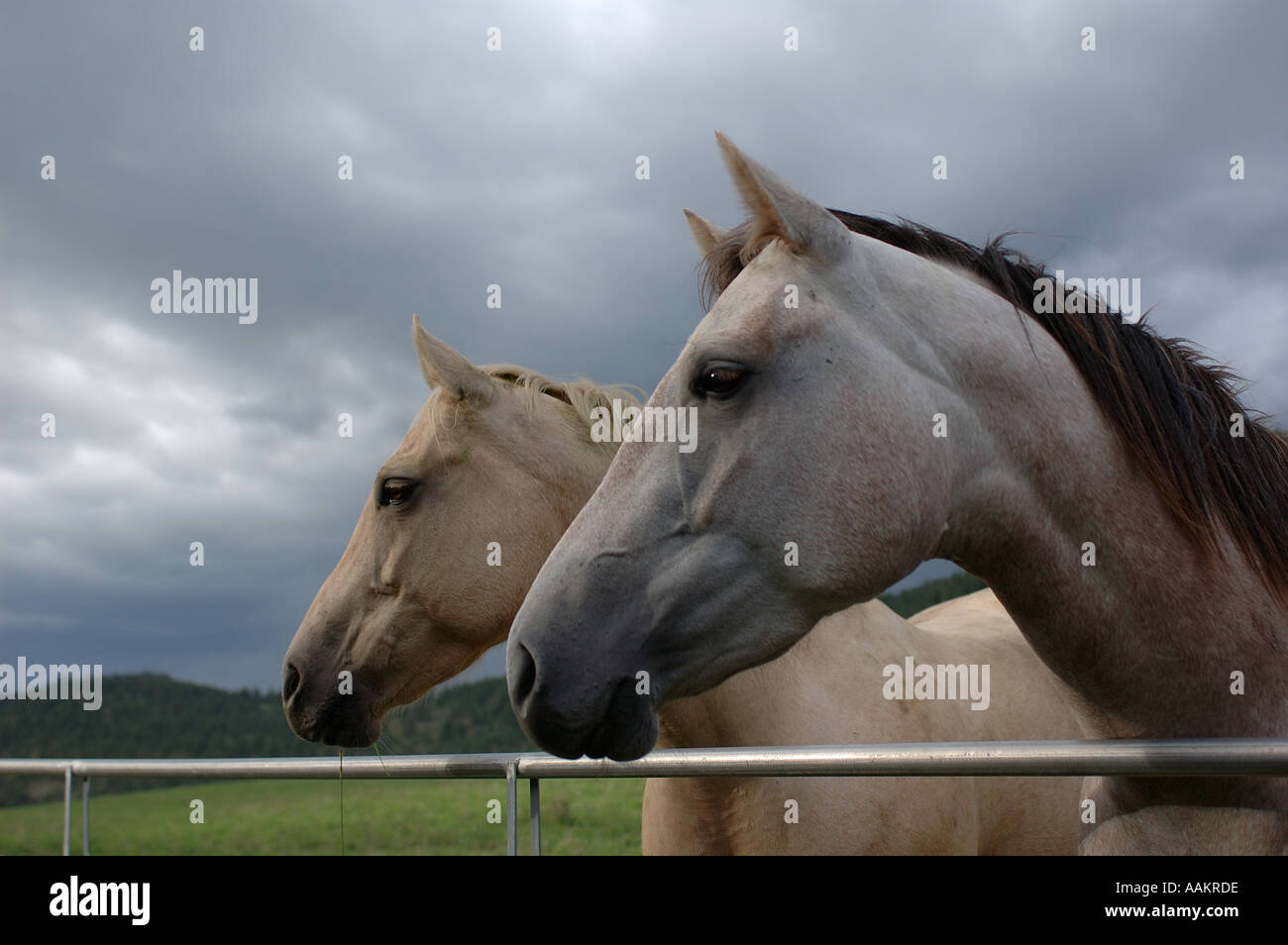 Two horses and close up hi-res stock photography and images - Alamy