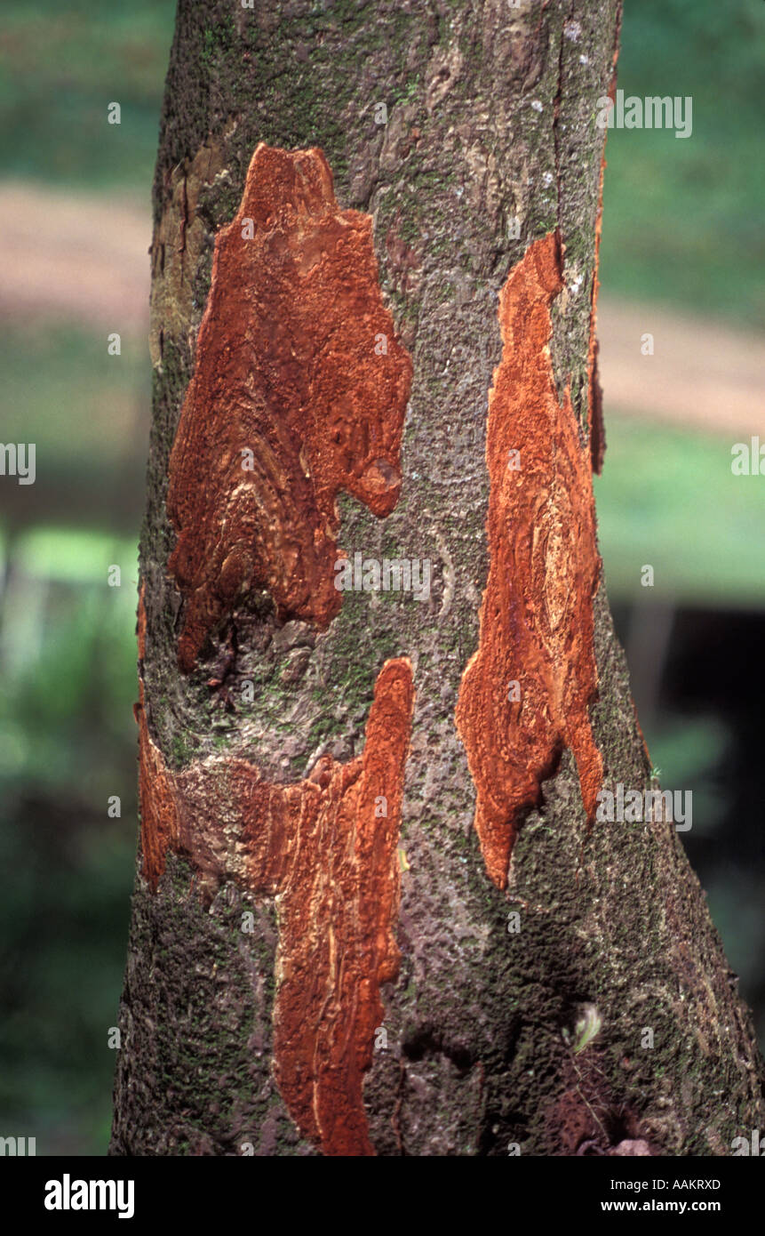 Brazilwood tree National tree of Brazil Caesalpinia echinata commonly ...