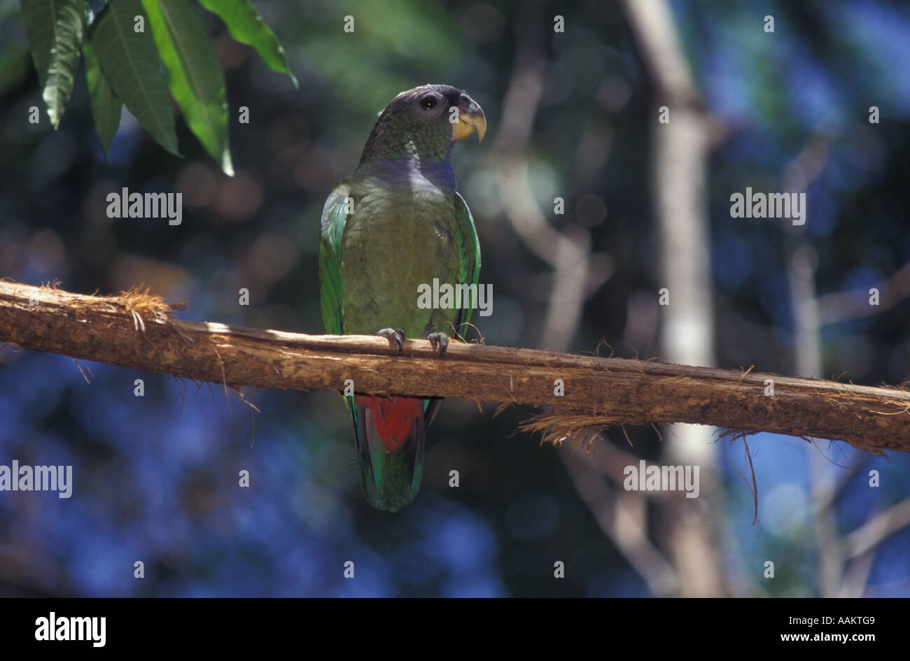 Scaly Face Pionus  - Maitaca-bronzeada  ( Maximillian Pionus or Pionus maximiliani ), bird from the brazilian fauna, Brazil. Stock Photo