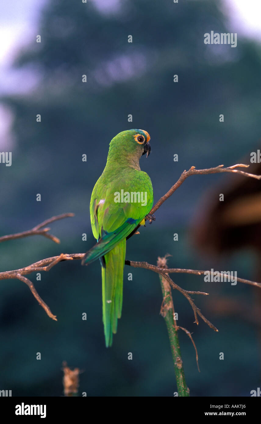 Jandaia - Aratinga aurea, Aratinga-aurea, Peach-fronted Parakeet, bird of the brazilian fauna, Brazil Stock Photo