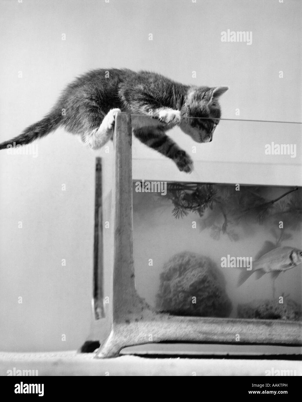 1940s CAT TABBY KITTEN CLIMBING INTO FISH TANK AQUARIUM GOLDFISH MISCHIEF BALANCE HUMOR FUNNY Stock Photo