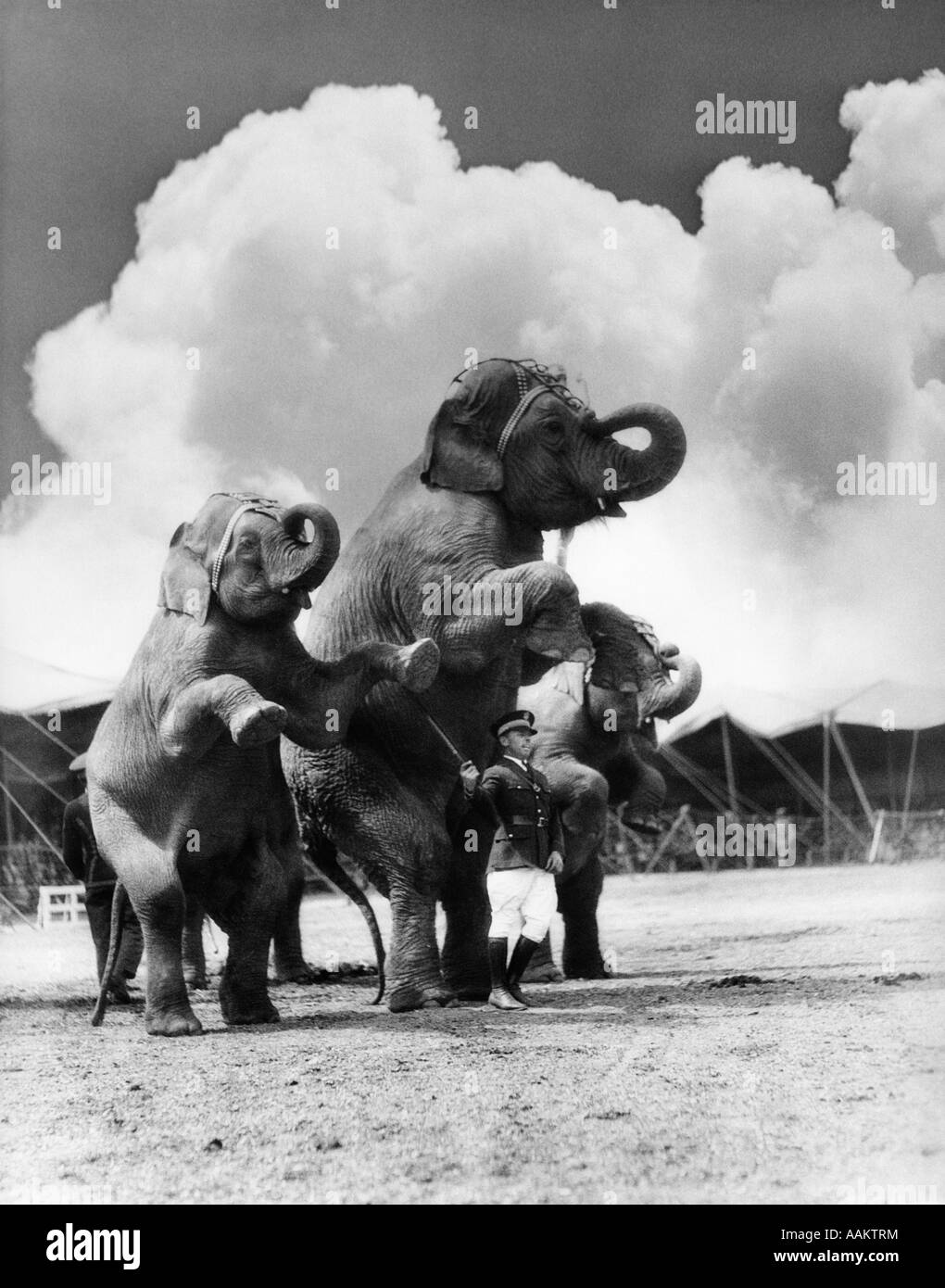 1930s CIRCUS TRAINER IN FRONT OF 3 ELEPHANTS Elephas maximus indicus STANDING ON HIND LEGS Stock Photo