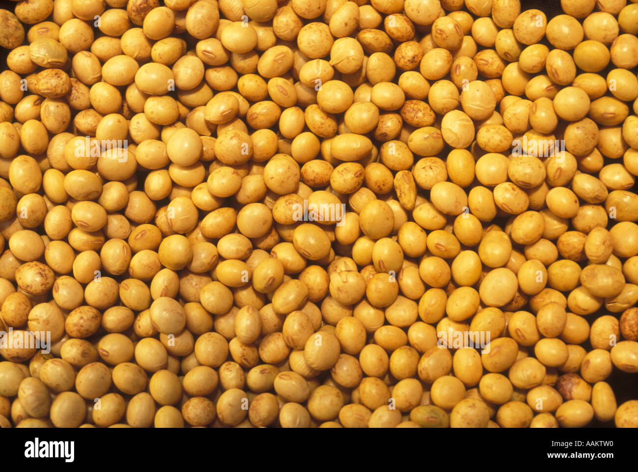 Soy beans, Brazil Stock Photo Alamy
