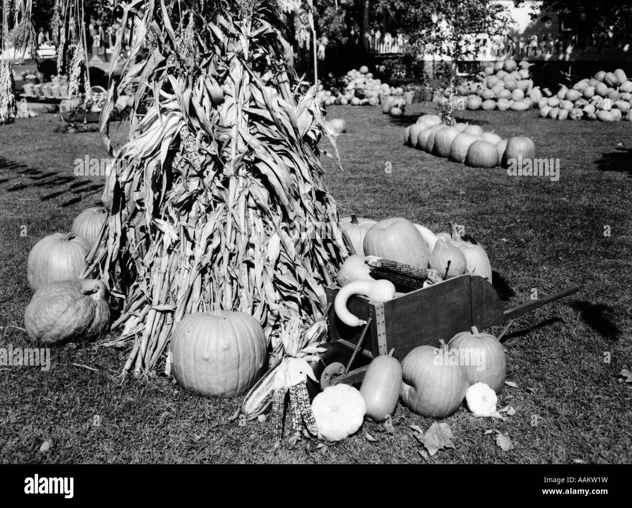 Fall arrangement of dried hydrangea flowers and dried corn stalks Stock  Photo - Alamy