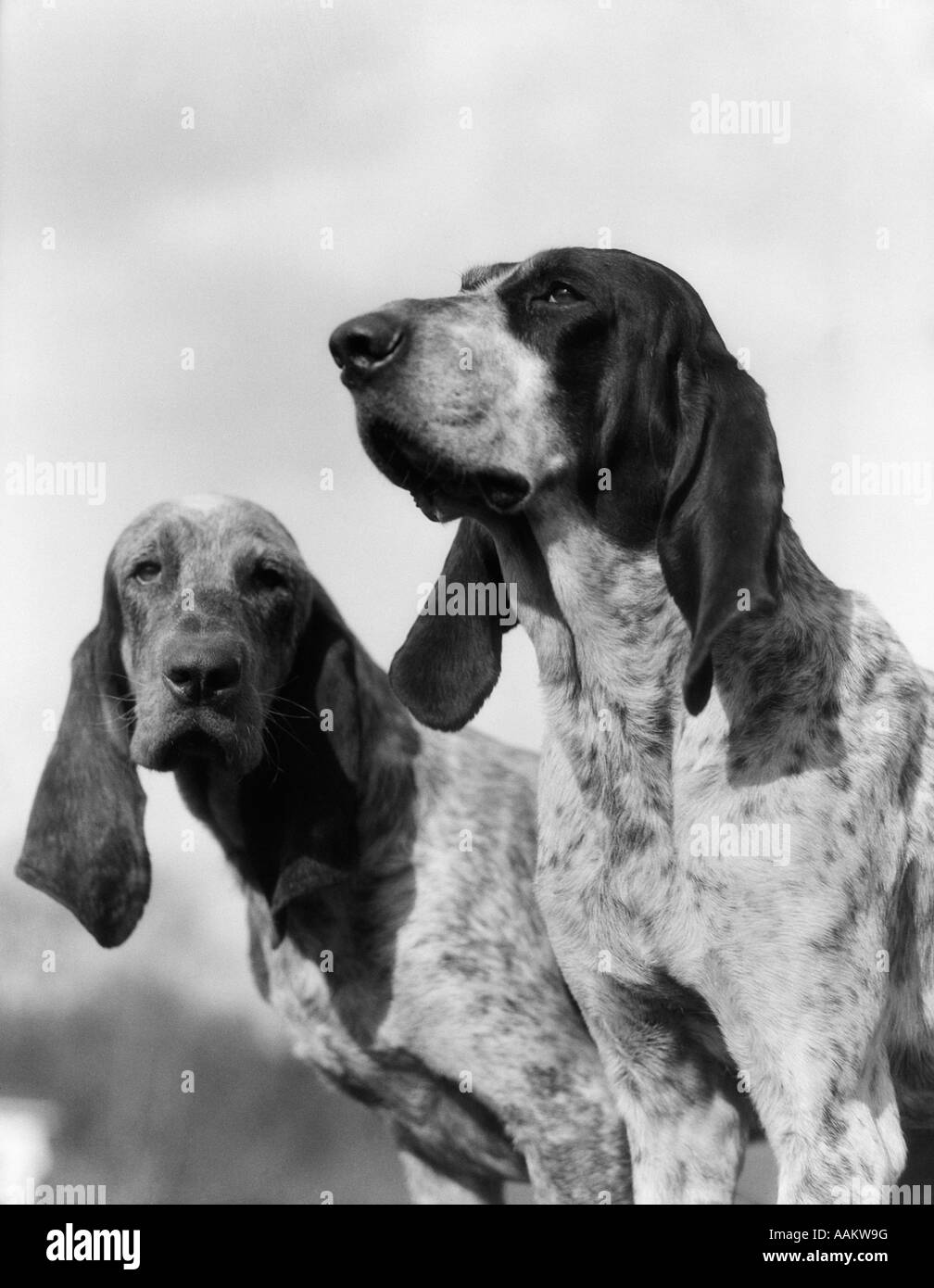 1930s PORTRAIT TWO FRENCH FOXHOUNDS HUNTING DOG LONG EARS DOGS FOX HOUND HOUNDS Stock Photo