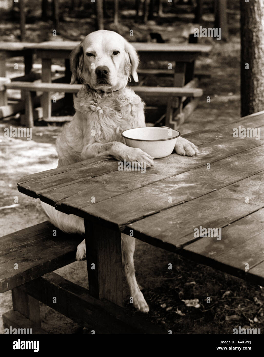 Why Does My Dog Sit Under The Table