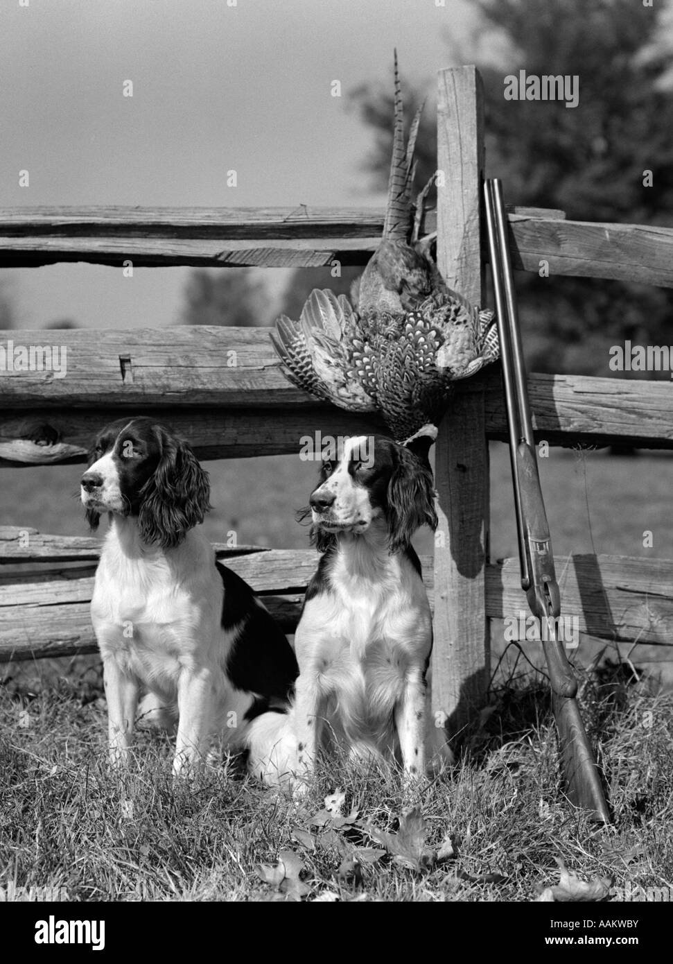 1940s PAIR OF ENGLISH SPRINGER SPANIELS SITTING IN FRONT OF POST & RAIL FENCE NEXT TO SHOTGUN AND DEAD PHEASANT Stock Photo