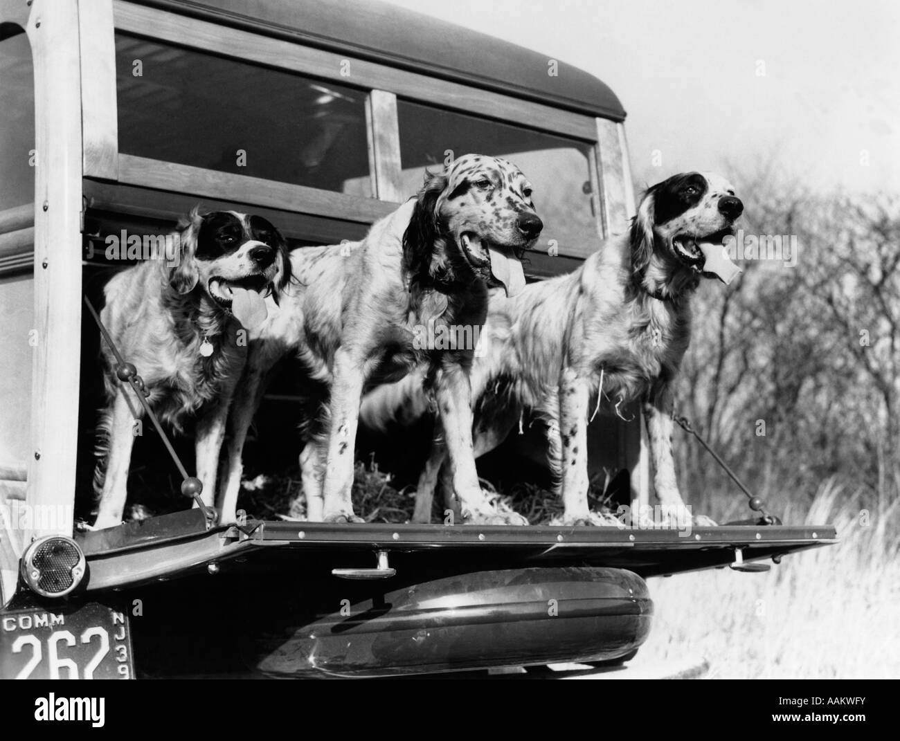 1930s 1939 ENGLISH SETTER HUNTING DOGS ON TAILGATE OF WOOD BODY STATION WAGON AUTOMOBILE Stock Photo