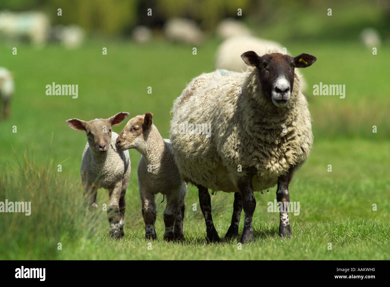two newborn lambs in field with mother sheep Stock Photo - Alamy