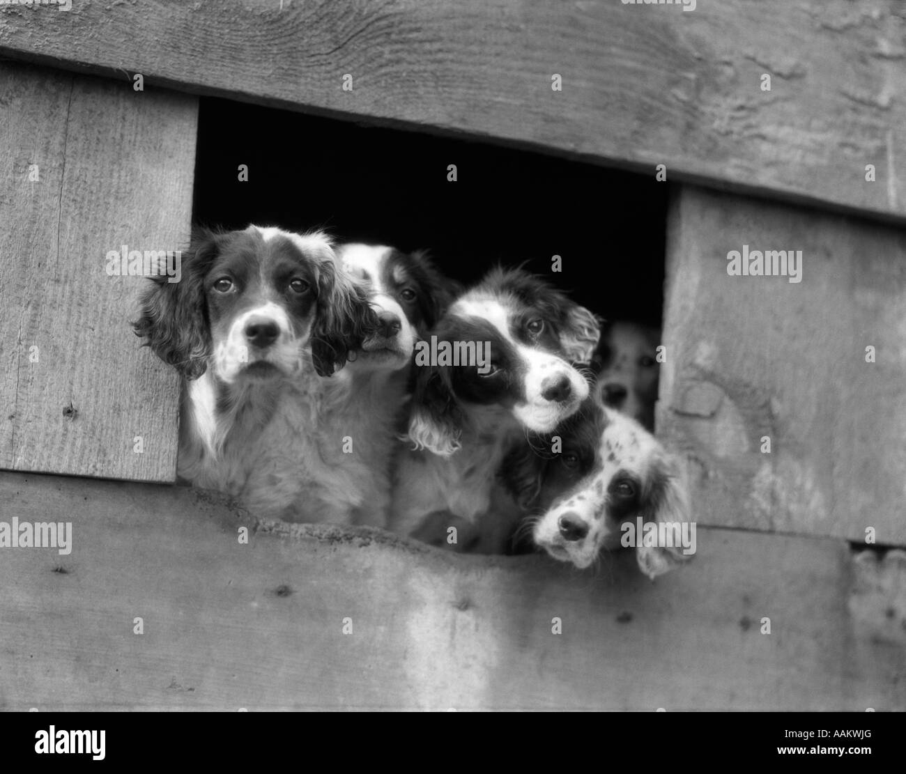 1920s 1930s GROUP OF ENGLISH SETTER PUPS WITH HEADS STICKING OUT OF OPENING IN KENNEL LOOKING AT CAMERA Stock Photo