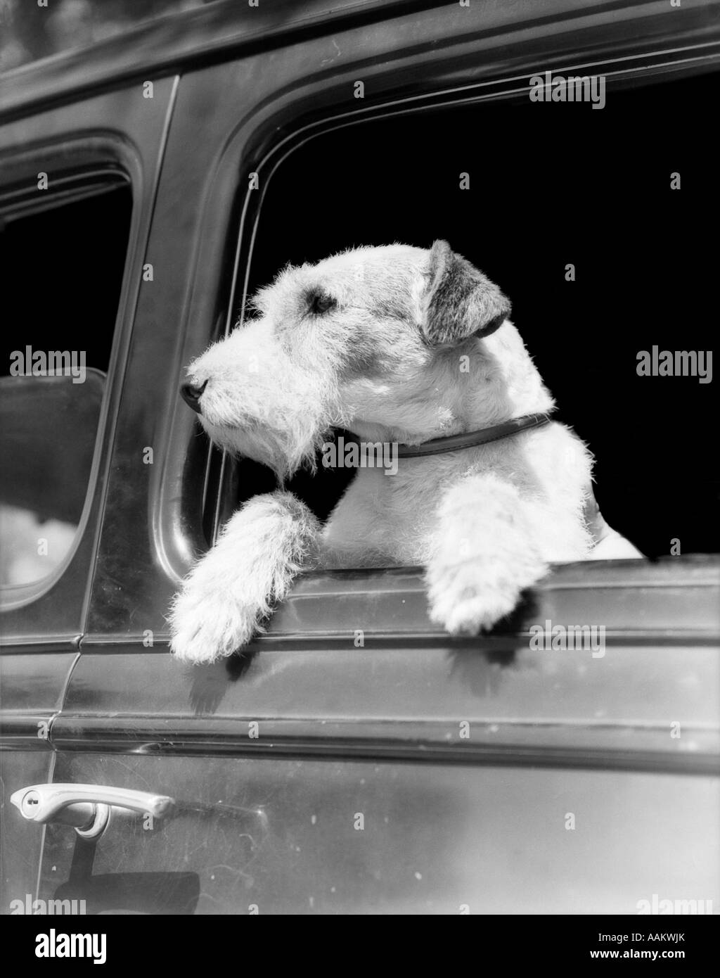 PROFILE PORTRAIT OF WIRE FOX TERRIER DOG LOOKING OUT OF AUTOMOBILE WINDOW Stock Photo