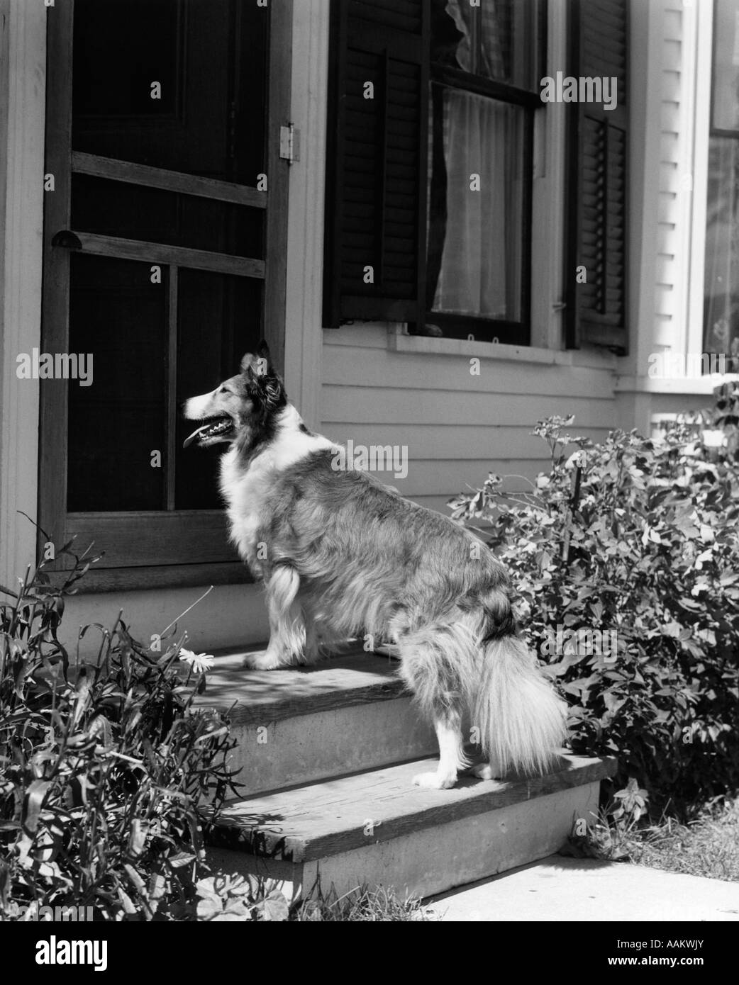 1930s ROUGH SCOTCH COLLIE DOG STANDING ON BACK DOORSTEP OF HOUSE WAITING TO BE LET IN Stock Photo