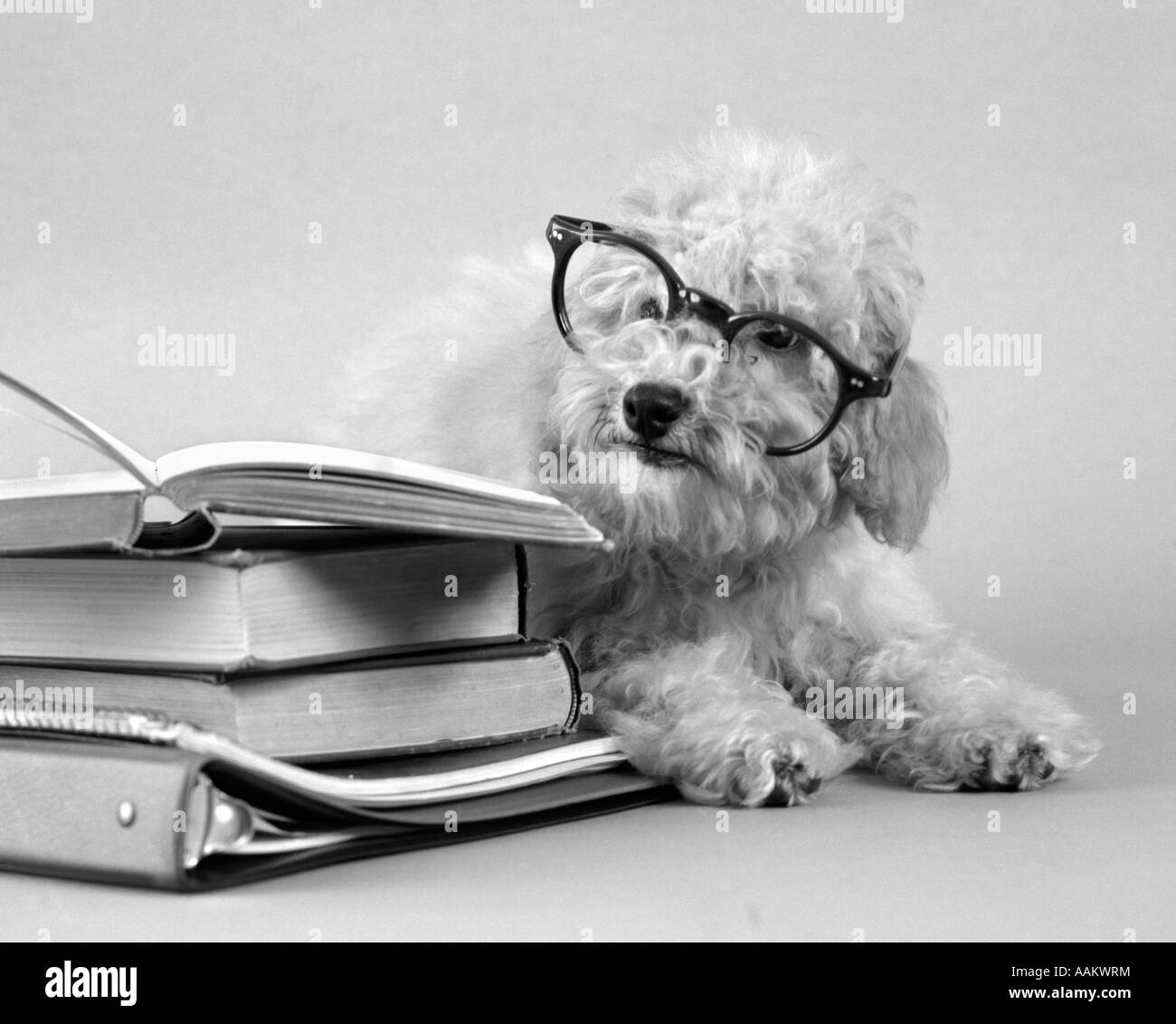 1950s WHITE POODLE WEARING BLACK EYE GLASSES SITTING BESIDE A PILE OF SCHOOL BOOKS Stock Photo