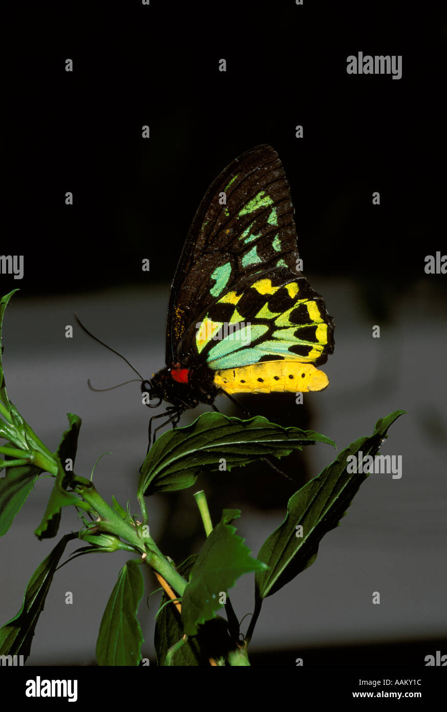 Cairns Birdwing butterfly Stock Photo Alamy