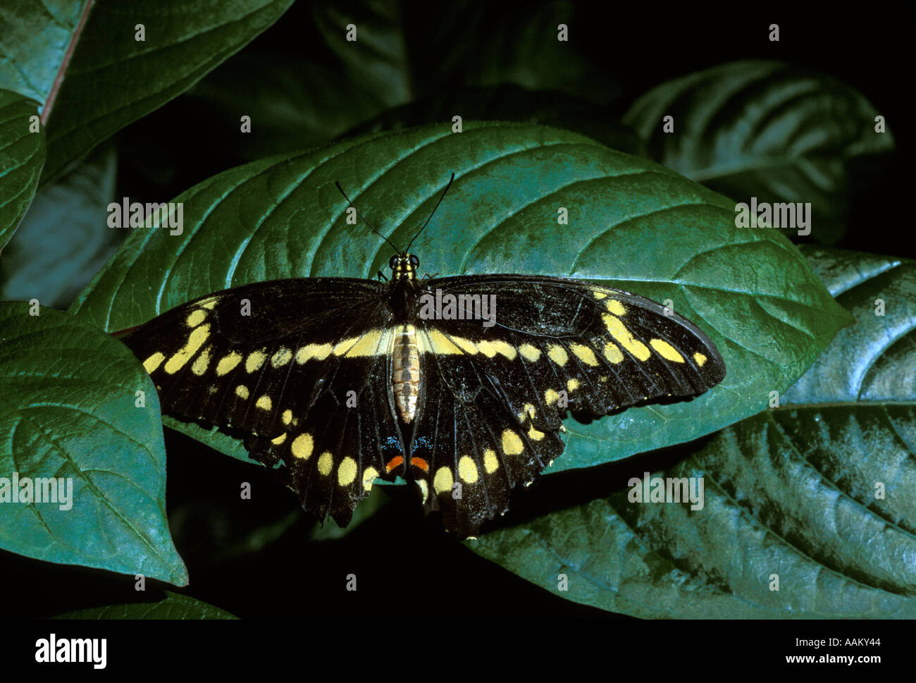 Giant Swallowtail butterfly Stock Photo