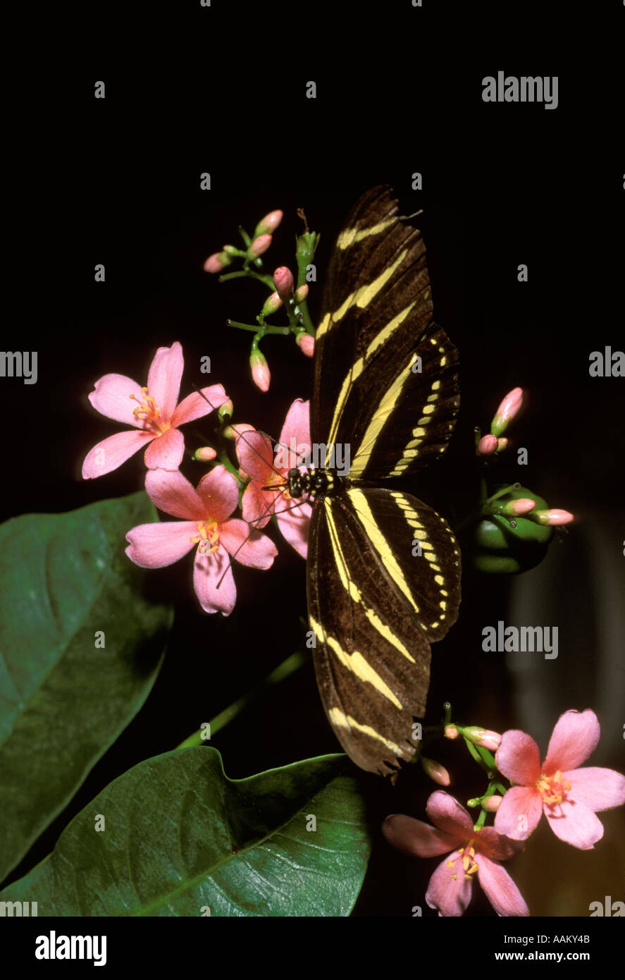 The Zebra longwing butterfly the official state butterfly of Florida United States is the only