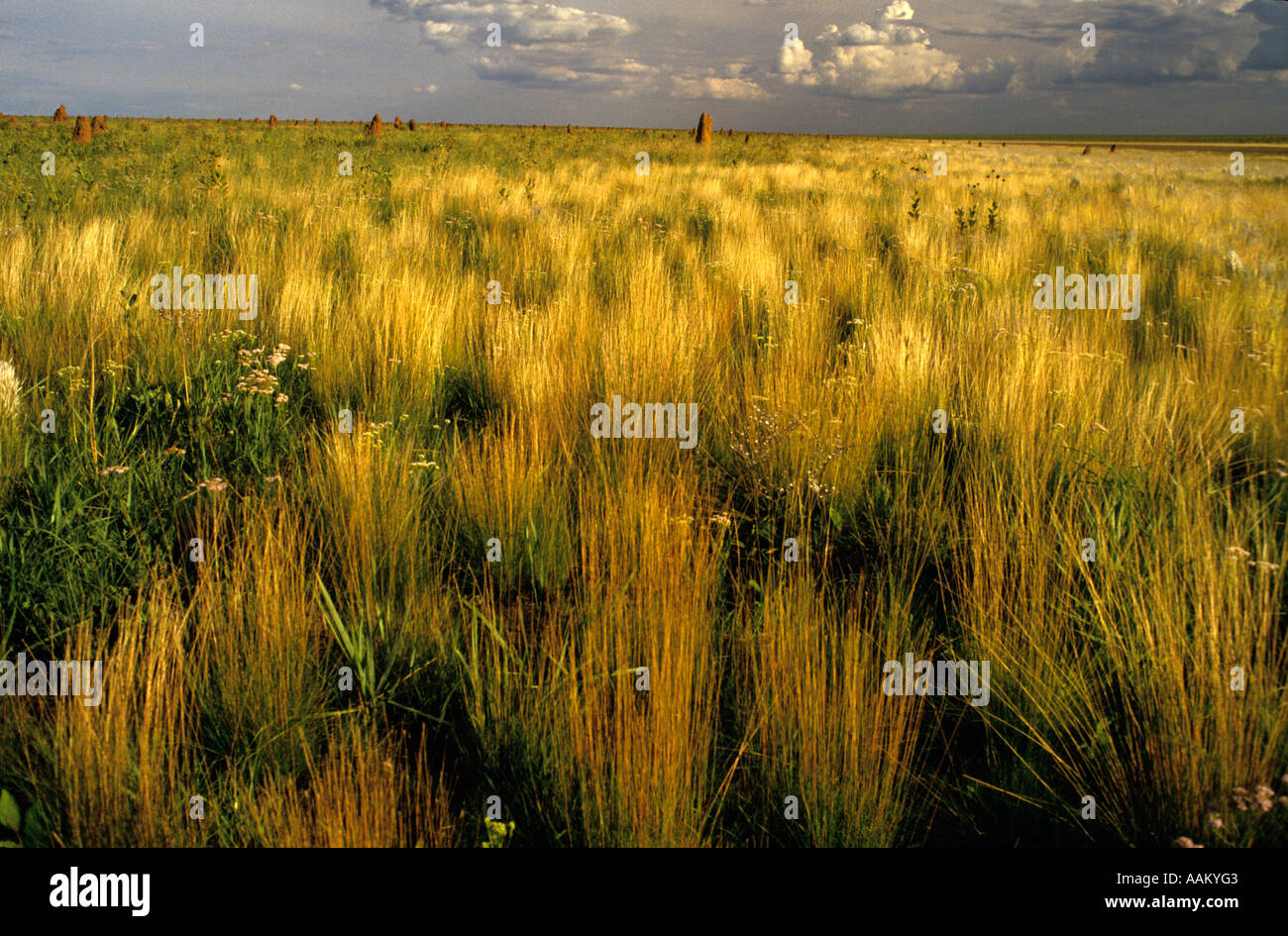 Vegetation of Cerrado the regional name given to the Brazilian savannas ...