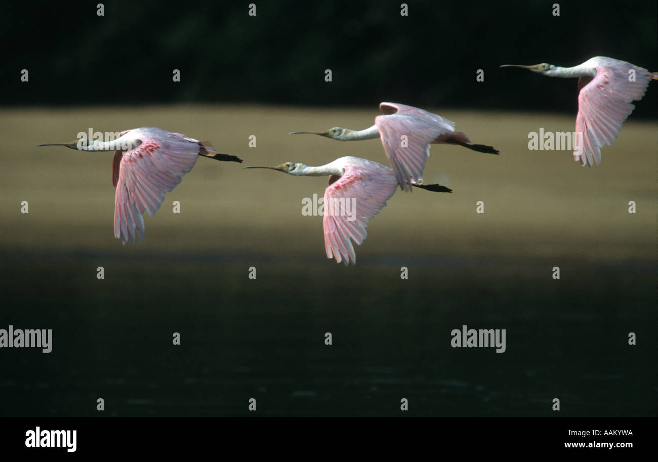 Colhereiros flying - Roseate spoonbill ( Platalea ajaja ), Bananal island, Brazil Stock Photo