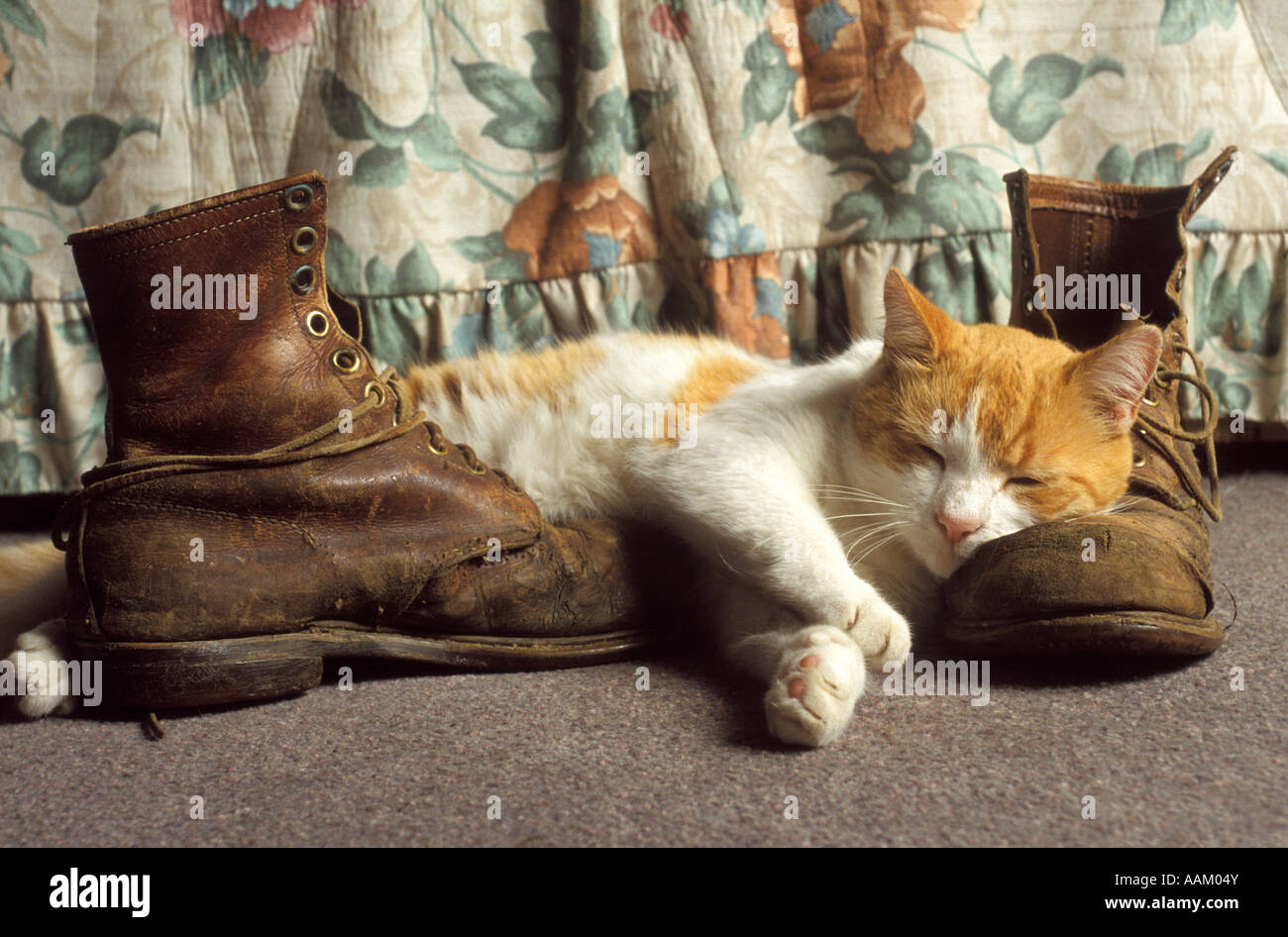 GINGER AND WHITE TABBY CAT SLEEPING ON OLD WORN WORK BOOTS Stock Photo