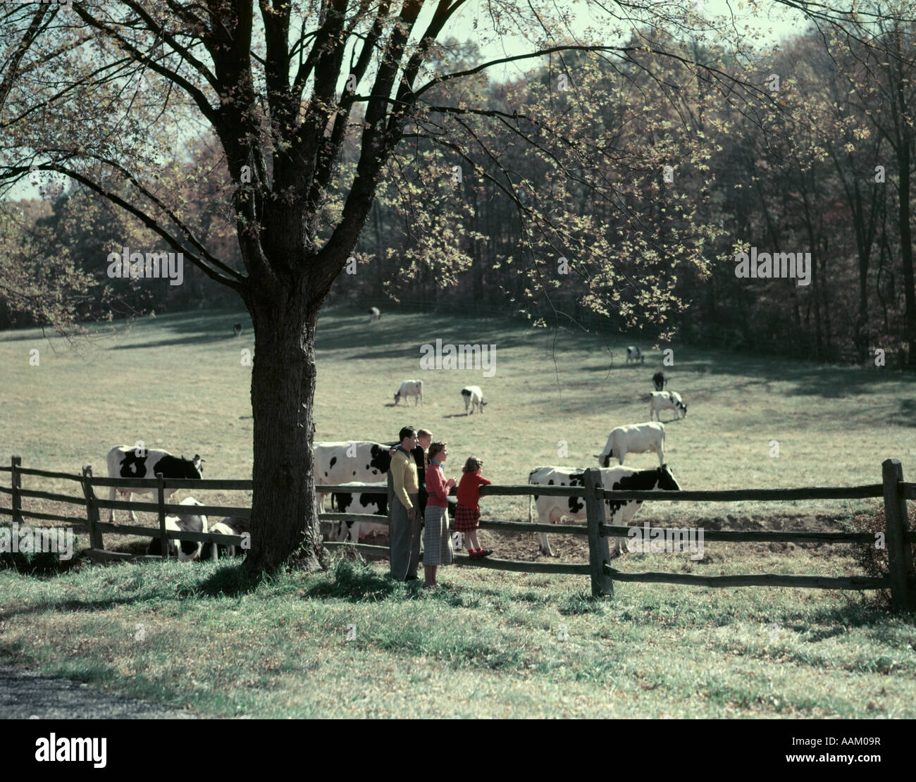 1950s FAMILY 4 BY PASTURE FENCE AUTUMN TREE HOLSTEIN DAIRY COWS IN FIELD GRAZING FARM LANDSCAPE SPLIT RAIL FENCE Stock Photo