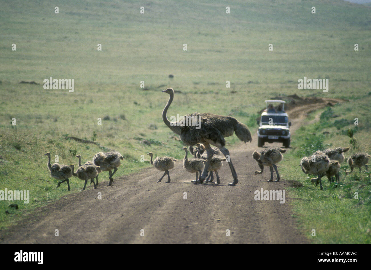 Female Masai Ostrich escorting her chicks across a dirt track ahead of a tourist vehicle Ngorongoro Crater Tanzania East Africa Stock Photo