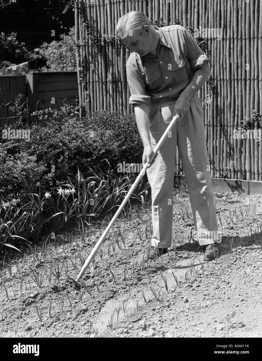 1940s ELDERLY MAN IN GARDEN USING HOE BETWEEN ROWS OF FRESHLY PLANTED BULBS Stock Photo
