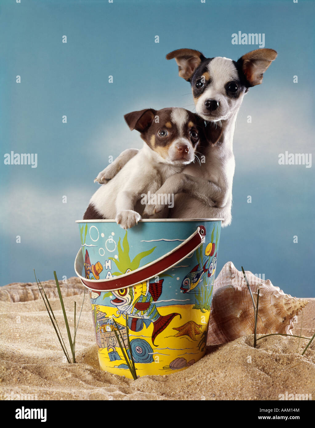 1970s TWO MINIATURE DOGS CHIHUAHUA IN A BEACH SAND PAIL Stock Photo