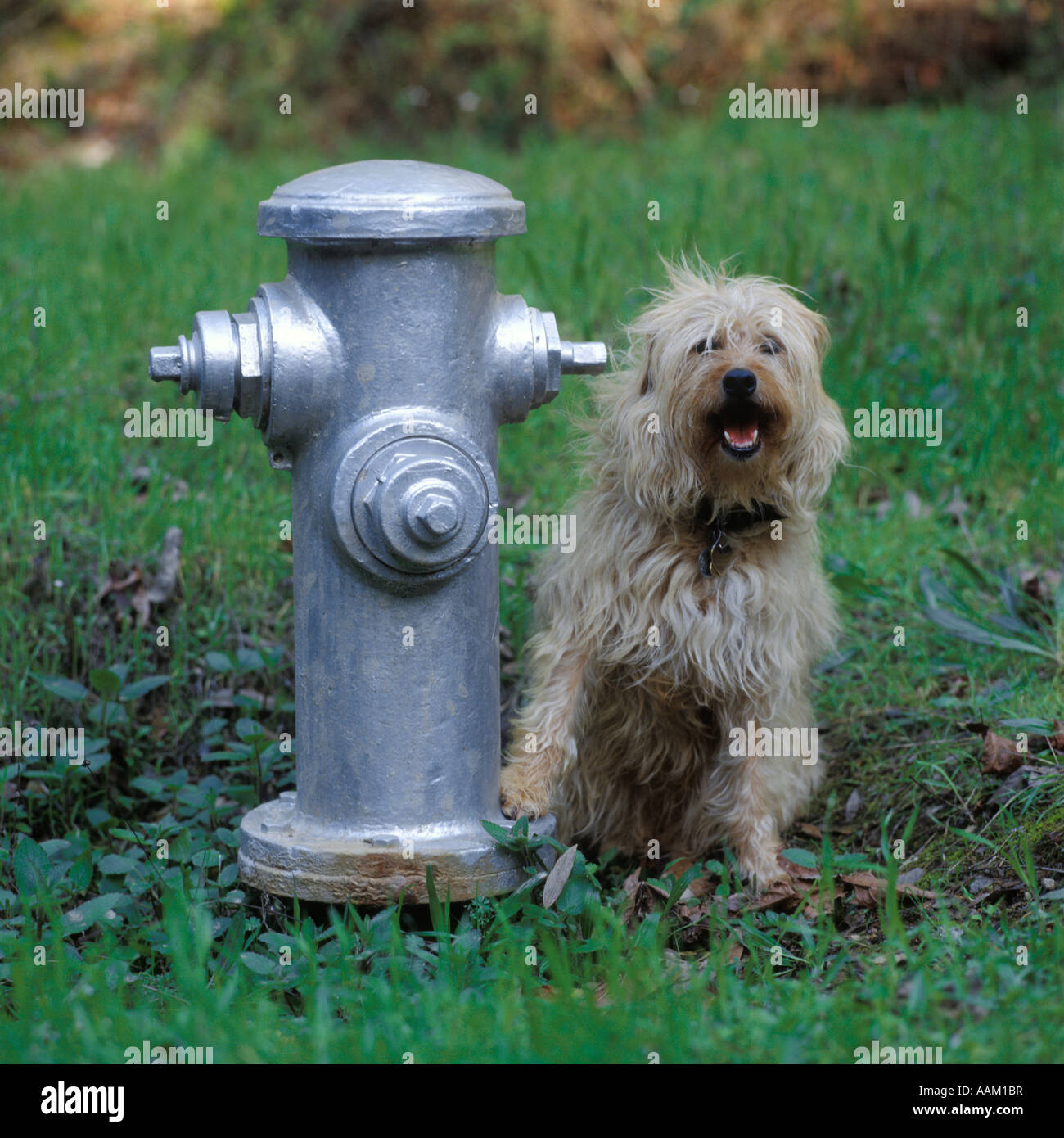 Dog fire hydrant hires stock photography and images Alamy