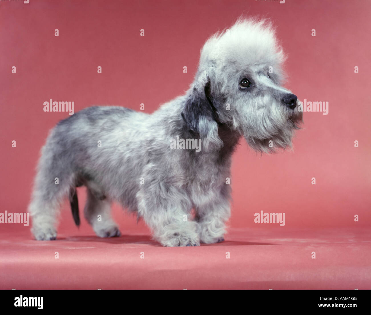 1950s DANDY DINMONT TERRIER 2 YEARS OLD SALISMORE PEASHOOTER RAGLAND Stock Photo