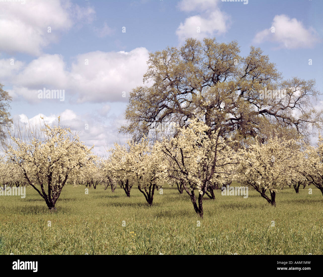 PRUNE ORCHARD BLOOM SACRAMENTO VALLEY NORTHERN CALIFORNIA TREES FRUIT