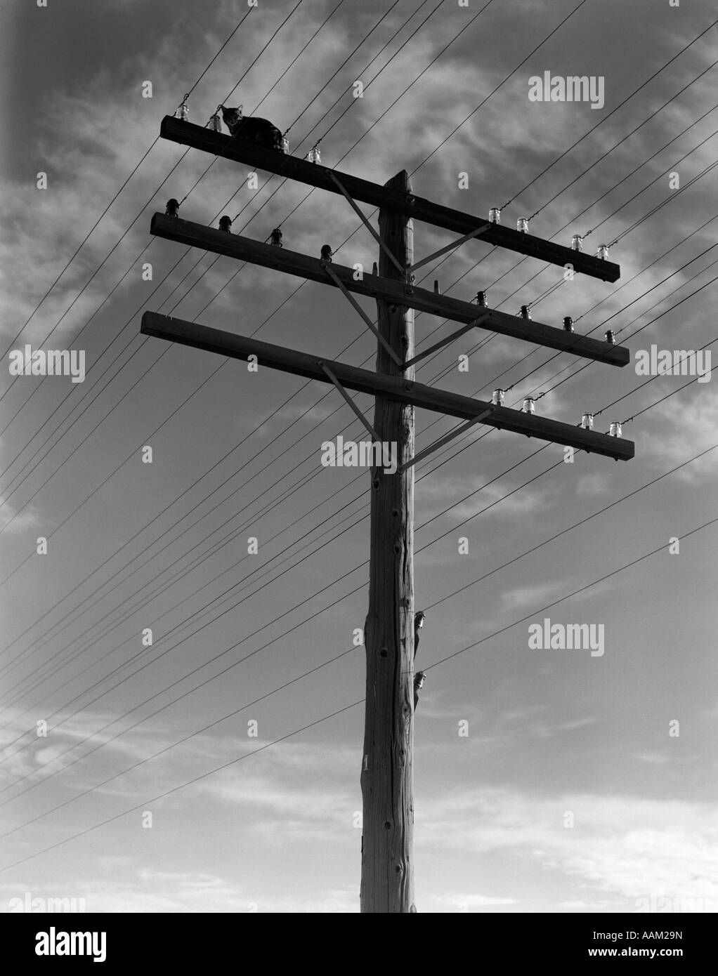 1940s CAT SITTING ON A POWER LINE TELEPHONE POLE STRANDED ALONE OUTDOOR SMALL FELINE ANIMAL 1930s 1950s Stock Photo
