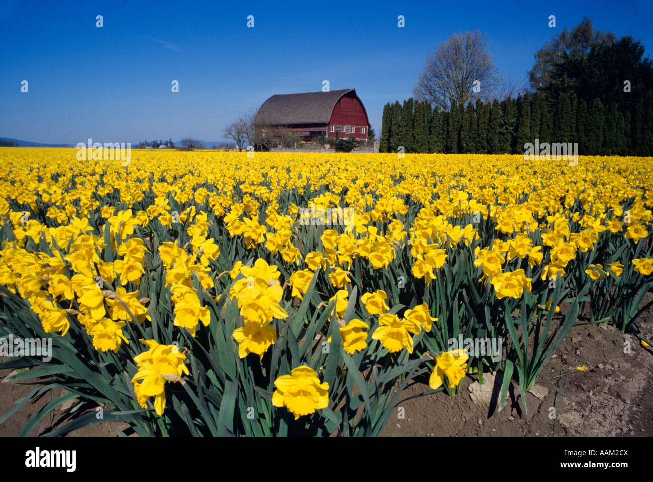 FIELD OF DAFFODILS ON FARM WASHINGTON Stock Photo Alamy